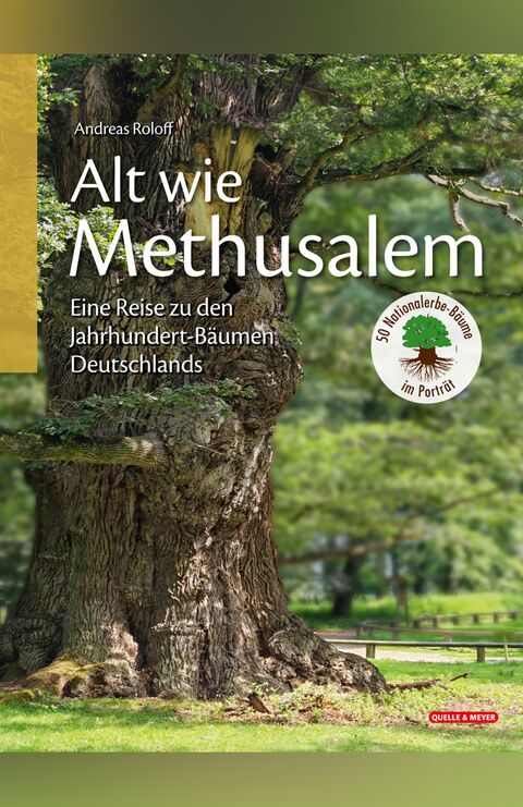 Abbildung eines alten Eichenbaumes